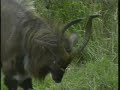 Nyalas Nyalas