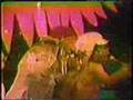 Flash Light (Part 1)- D.C. 1979