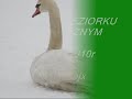 PTAKI NA JEZIORKU SŁONECZNYM  07 01 2010r