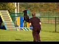 Tristan - disc dog rottweiler