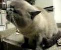 funny exotic cat gatta gniu alle prese con il rubinetto
