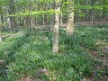 Der Wald der blauen Blumen
