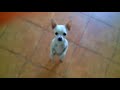 Este perro te enseña a bailar un buen flamenco