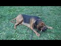 Wimsey chews his stick in Central Park