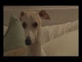 whippet boy
