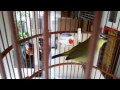 Pleci Dakbal bukpar materi cikrak palas dan kenari, durasi panjang .