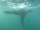 Seal comes really close to me while Snorkeling