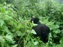 videos de Gorillas_VirungaNP_05_2008