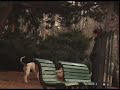 bee good - dog shiting