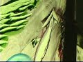 Magic Box Whojaba -  live at the DNA maxwellvision/lynskey