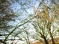 Chalford Walk Feb 2008 (Part 6)