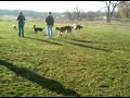 St. Bernard @ dog park