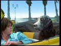 Video divertente con un cane labrador, funny video labrador