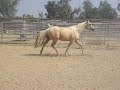 Palomino broodmare in foal with colt by her side