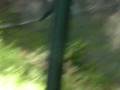 Funny Baby Panda Rolls Down Hill