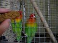 Fischer's lovebirds eating millet spray