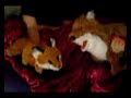 Poor little Foxie Poor little Foxie