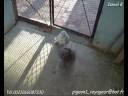 Ismail B pigeon buchones gaditano BOLO Salé Maroc.flv