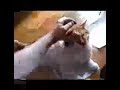 Mungo Attacks!