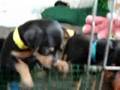 Miniature Pinscher video