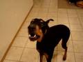 Dobie won't let mom go to work