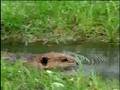 Fooled by Nature - Beaver Dams