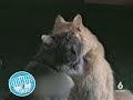 Gatos 10 Gatos 10