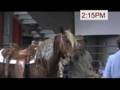 videos de Working Western Morgan - Greatest success or failure