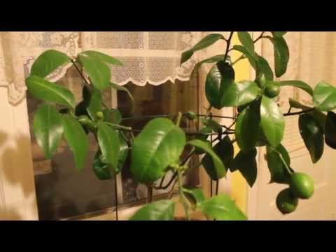 how to dwarf a lemon tree