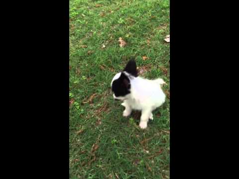 AKC white and black Papillon male