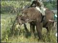 Zimbabwe Safari