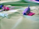 A nice Swim