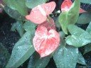 Botanic Gardens slideshow