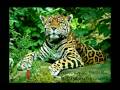 video del jaguar de catemaco veracruz