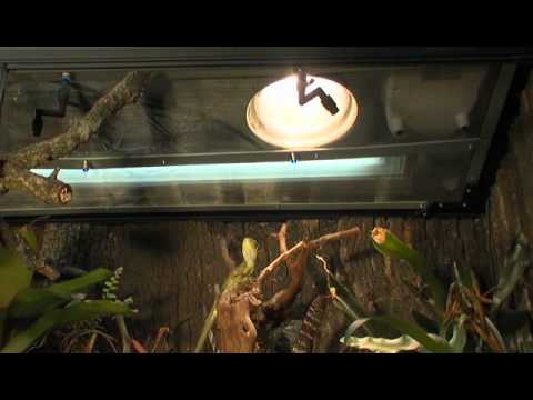 Uv Beleuchtung Im Terrarium