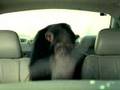 Truck Monkey