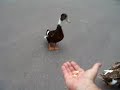 Selena y el pato