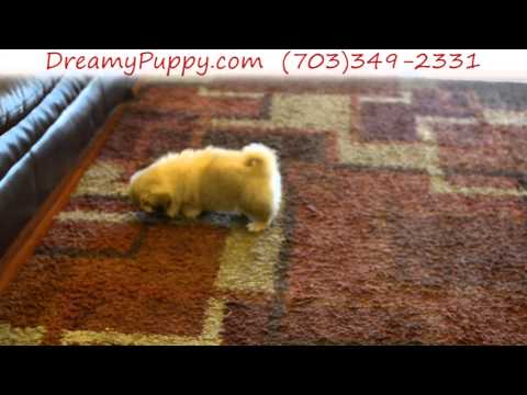 Gorgeous Pekingese Female Puppy 3