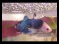 Betta
