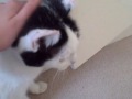 cats1