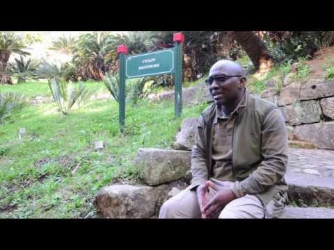 how to transplant cycads south africa