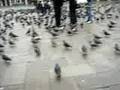 come ripulire piazza s.marco cn un ombrello