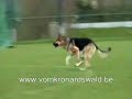 Chello vom Banholz Chello vom Banholz