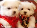 TINY TEACUP Maltese puppies for sale! Too die for cute video!