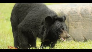 Proof that moon bears are the most playful bears