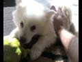 American husky playing
