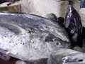 Pescados gigantes Pescados gigantes