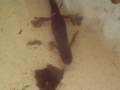 videos de NEWT IN BASIN