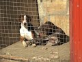 ΕΔΩ ΘΑ ΒΡΕΙΤΕ ΚΥΝΗΓΕΤΙΚΑ ΒΙΝΤΕΑΚΙΑ ΤΑ ΟΠΟΙΑ ΘΑ ΜΠΟΡΕΙ Ο ΚΑΘΕΝΑΣ ΝΑ ΑΝΕΒΑΖΕΙ!!!ΣΤΕΙΛΤΕ ΜΥΝΗΜΑ ΣΤΟ thourio@thourio.gr ΓΙΑ ΝΑ ΣΑΣ ΔΩΘΕΙ ΚΩΔΙΚΟΣ.