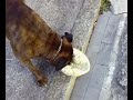 il mio amicone